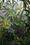 Gardening with subtropical plants - Great Dixter