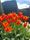 Great Dixter Spring Plant Fair