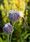 Designing with Plants Study Day - Great Dixter