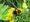 Biodiversity study day at Great Dixter (New for 2025)