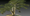 3D cedar tree
