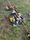 The emotional impact of cemetery vandalism