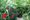 Gardening with subtropical plants