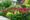 Growing Hardy Annuals from seed