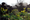 Designing with plants study day at Great Dixter