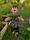 Grow to learn with Rye Allotments Society