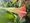 Garden watch: catching datura at its September best