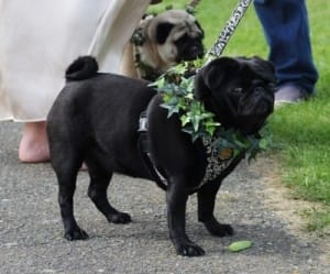 Love my collar: a well turned out dog watches the parade