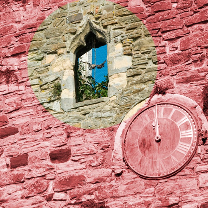 Trapped: protective netting kills birds rather than stopping them