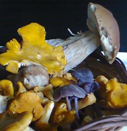 Chanterelles, Amethyst Deceiver and Cep