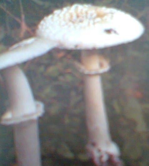 Death Cap