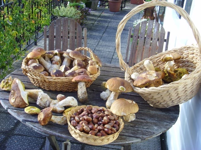 Various Boletus – Edulis, Orange Cap, Badius 