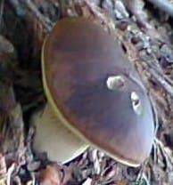 Boletus, Edulis (Cep)