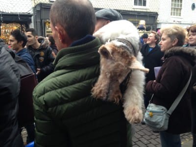 For some, the excitement of the day was all too much. This 14 year old Airedale terrier was so relaxed that onlookers thought he was either dead or it was a scarf. Overheard - Question: "no-one would wear a scarf like that surely?". Answer: "Well this is Rye, people do anything here". 