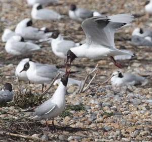 Black headed gull 