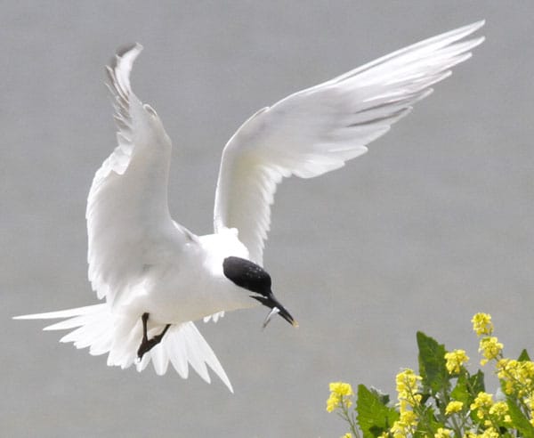 Sandwich term. Rye Harbour Nature Reserve