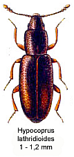 An enlarged image of this tiny beetle