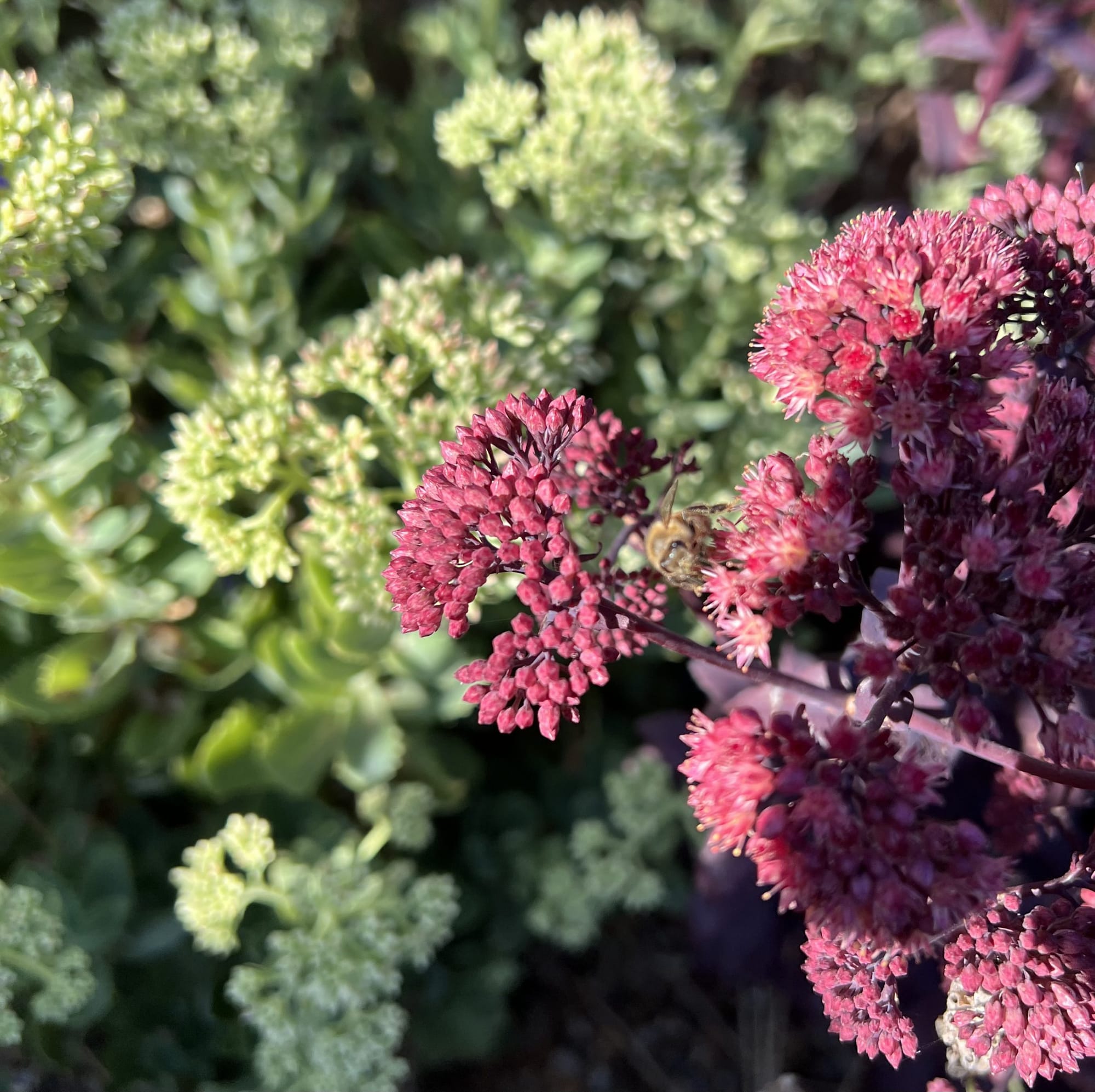 Two sedum with honey bee