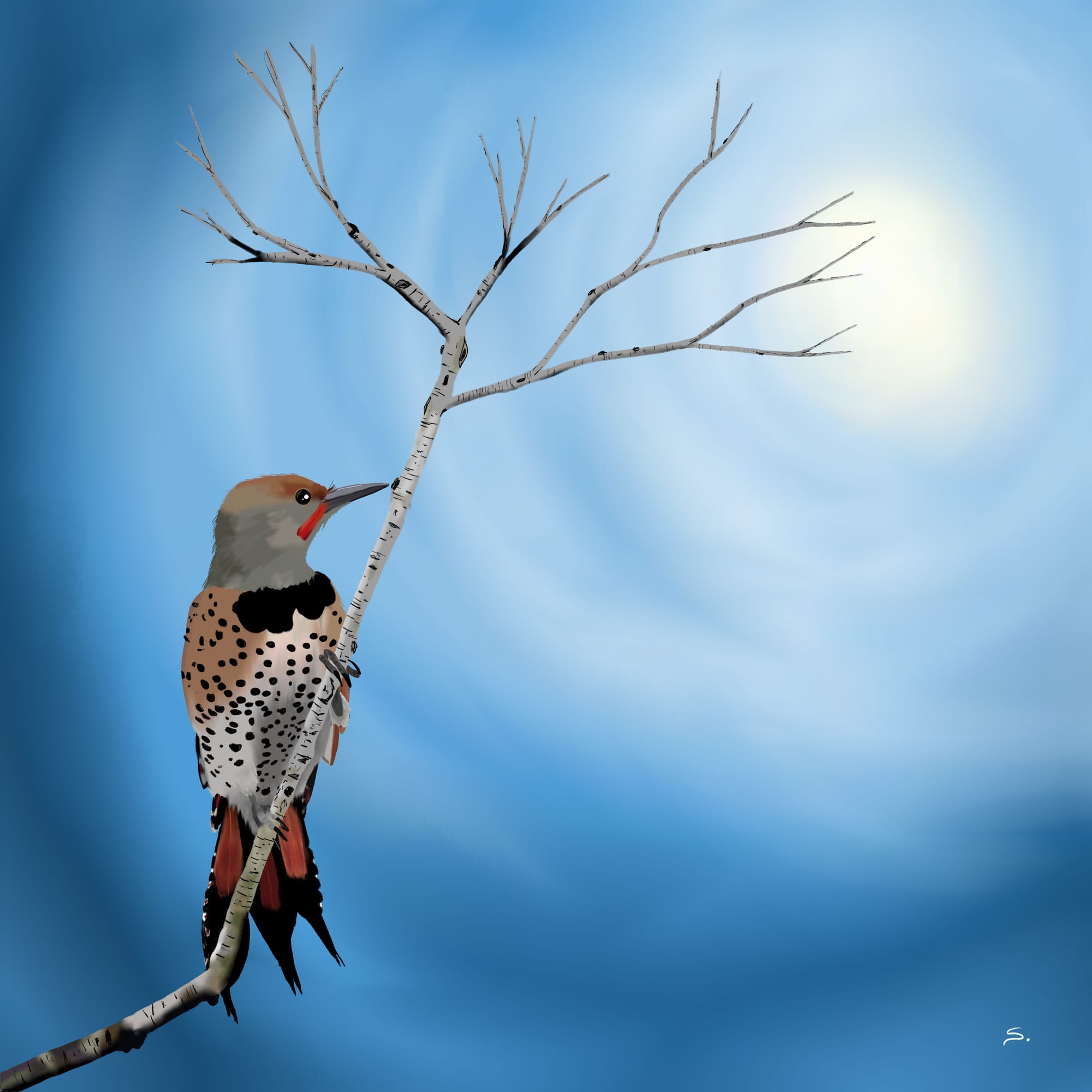 A flicker perches on a birch branch that splits of into the sunlight so that all branches lead to the flicker looking at the sun. There is a circular smeared sky that goes from light to darker edges.