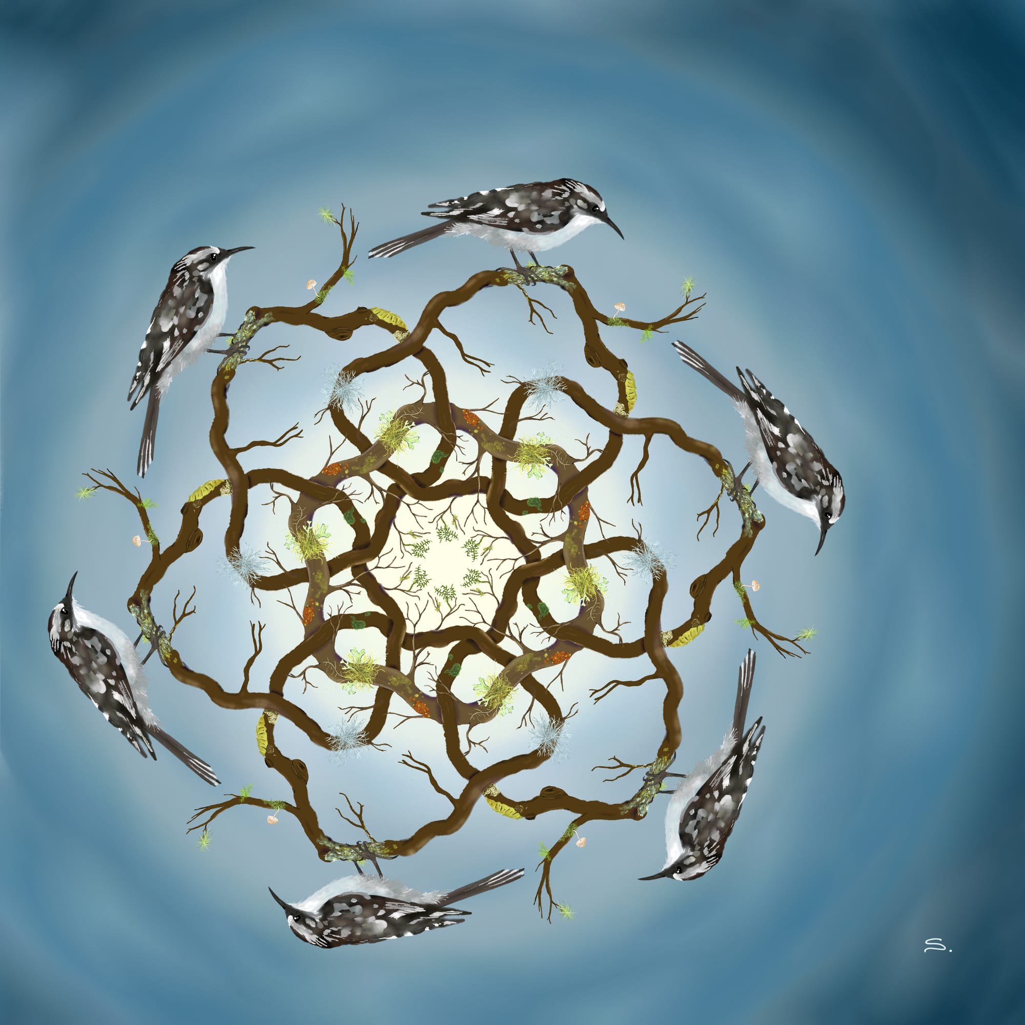 Six rings held togher by a single ring going over and under, where each ring is a circular tree branch with lichen, moss, ferns, and mushrooms growing off. Everything is radially symmetrical so that the six rings have repeated growths and lighting. On each ring there is a brown creeper facing clockwise with a dark speckled top and white brest with a curved beak. it faces a tiny mushroom. the background goes from a light yellow to dark slate blue from the off-center center of the radial sketch with a smeared cloudy feel to it. in the lower corner is a signature S with a period. 