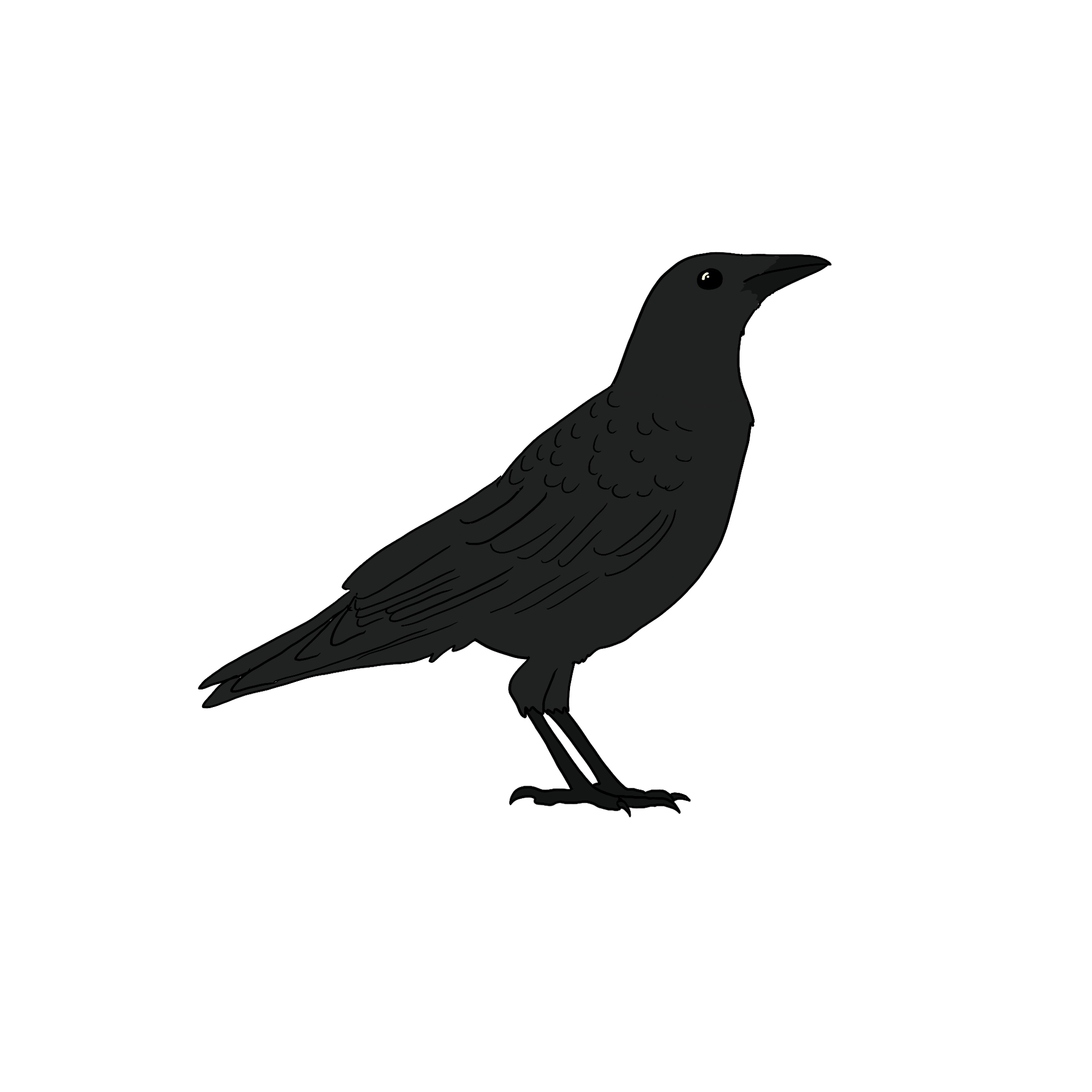 A sketch of a crow facing right.