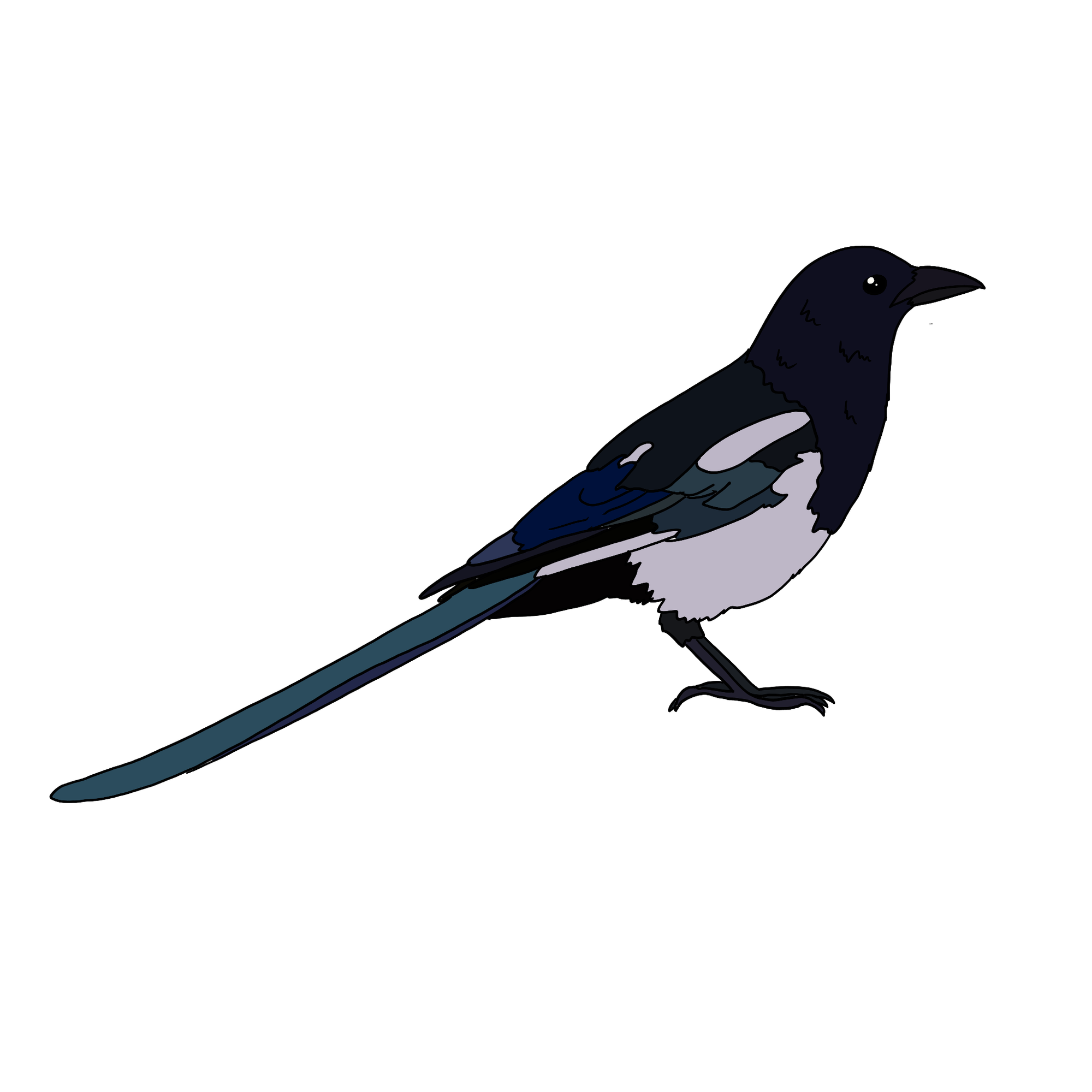 A sketch of a magpie facing right
