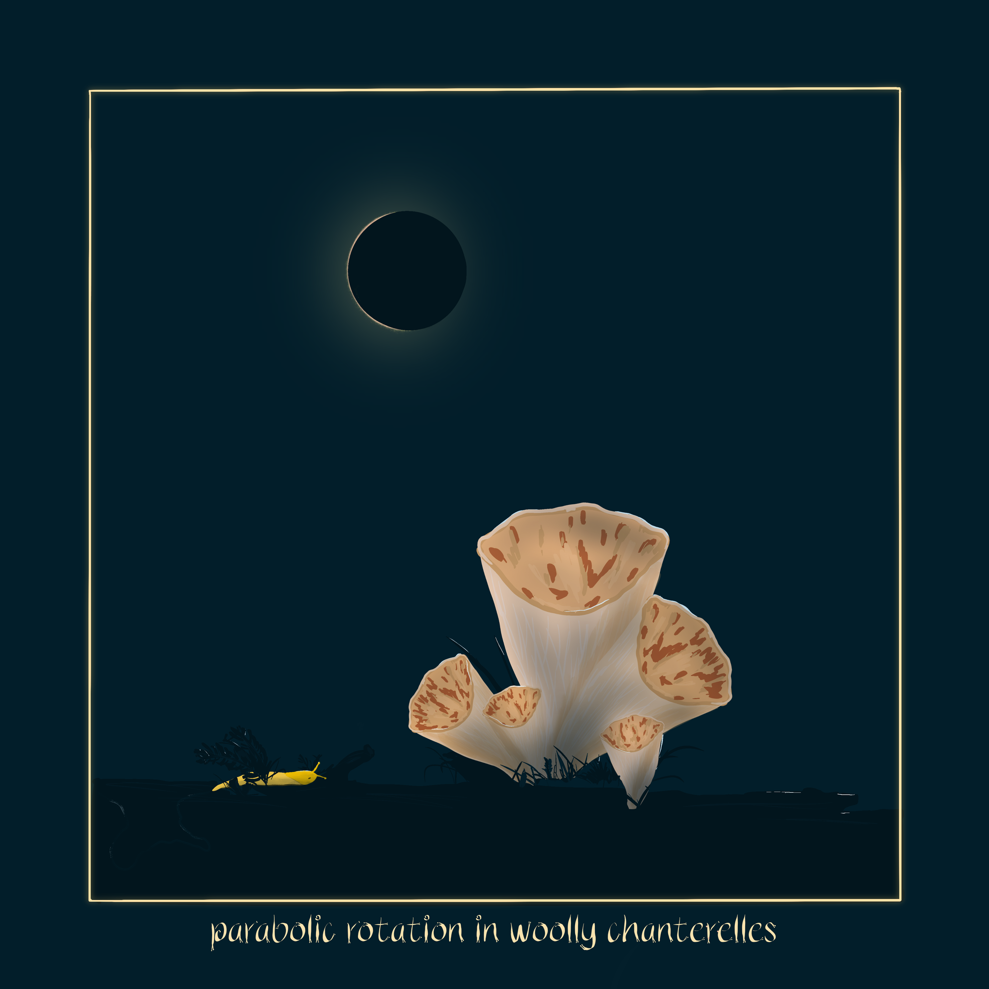 five woolly chanterelles are bunched together with different rotations and sizes under a 3% waning moon with parabolic edges. They grow on a shadow of a log with a banana slug moving toward them from the brush. 
