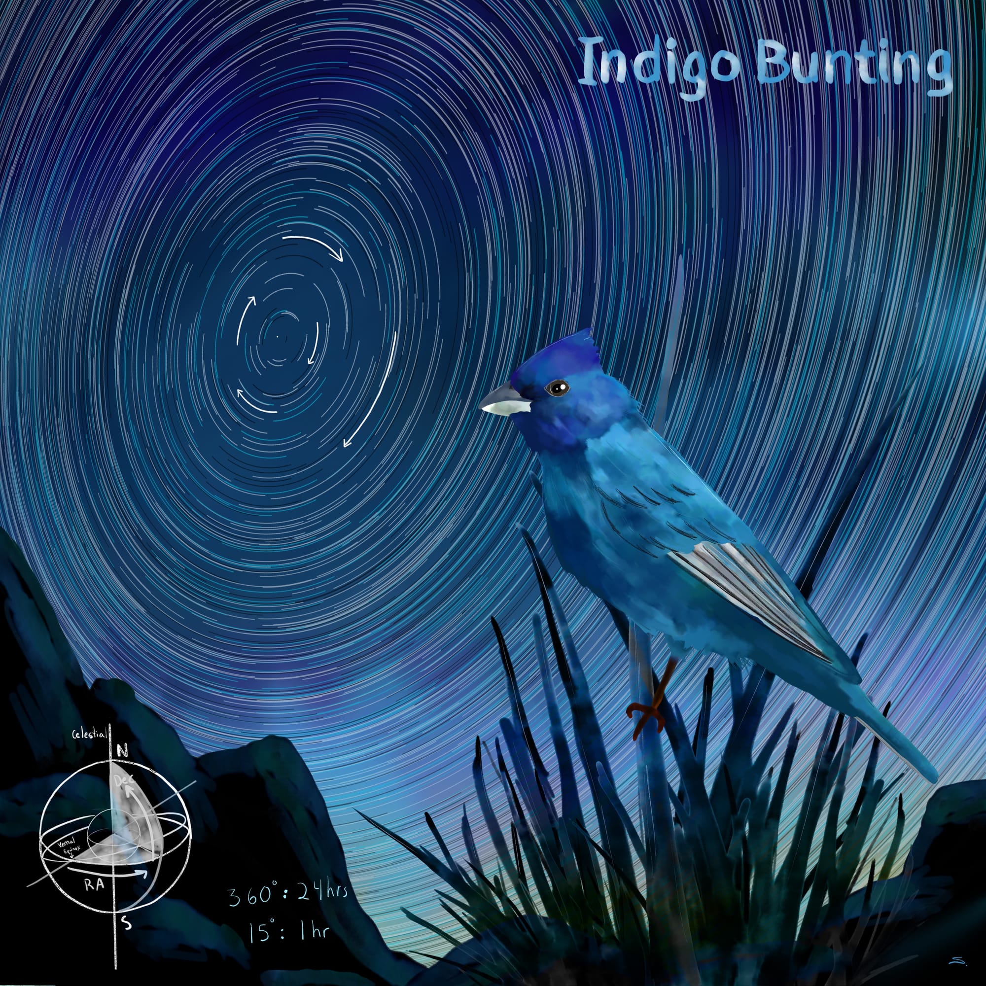 Indigo Bunting