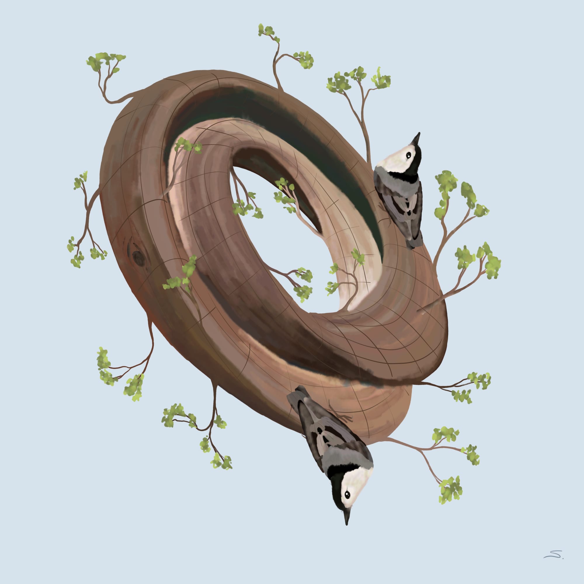 White-Breasted Nuthatch