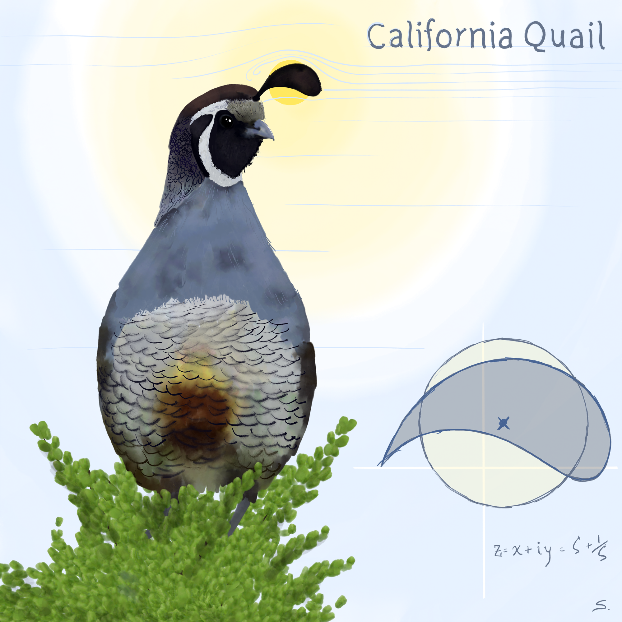 Valley Quail’s Airfoil