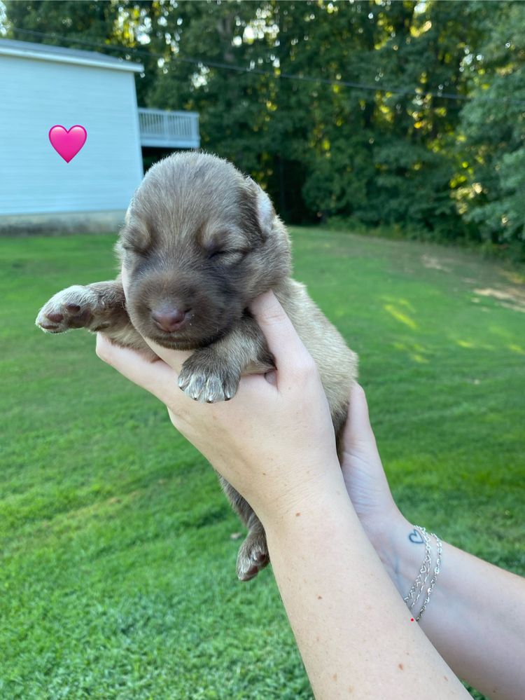 These sweet babies are growing so fast!! We have 3 Girls and 2 Boys Available!!! Message or call us for information. Serious Inquiries Please!!
