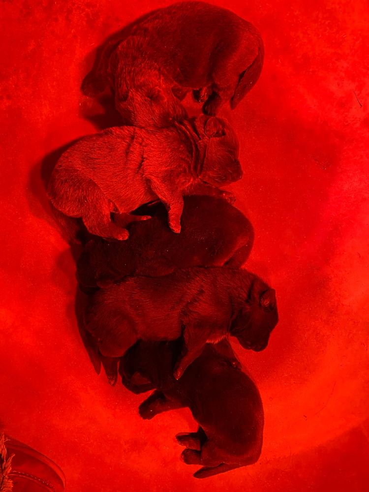 Sady Grace had her babies ❤