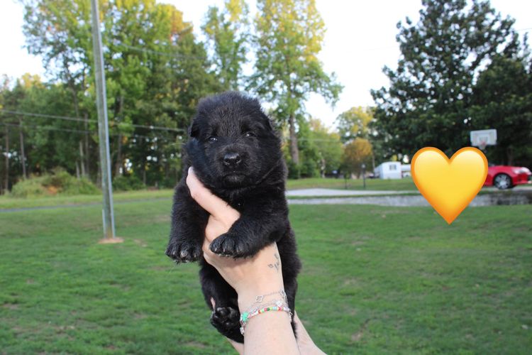 We have 3 Beautiful Girls Available!!! They will all be Solid Black Long Hair. These sweet babies were born 6/4/26 and will be ready for their new home mid-end of July! Please message us on Facebook-CJ&H Shepherd Farm or Call/Text Clint at 336-613-7680.