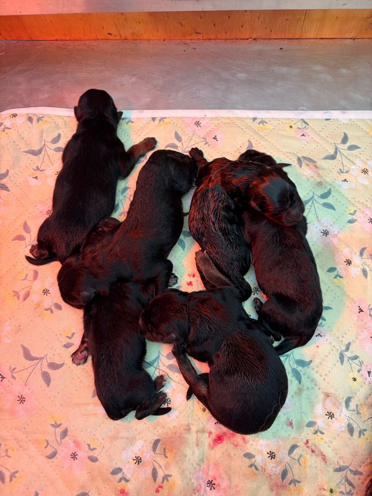 Mama Dossi had her babies!!!