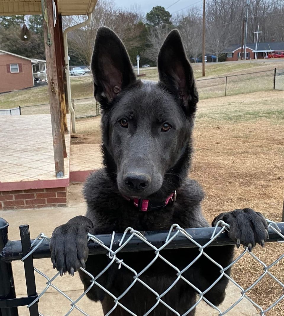 Mama Skye is due early May!!