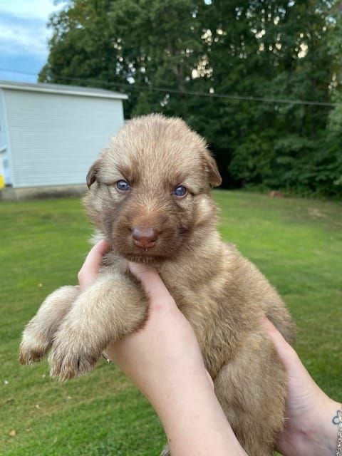 Officially 1 Girl Left!! Miss Yellow Girl is looking for her forever home ❤ Message or call us for more information. Serious Inquiries Please!