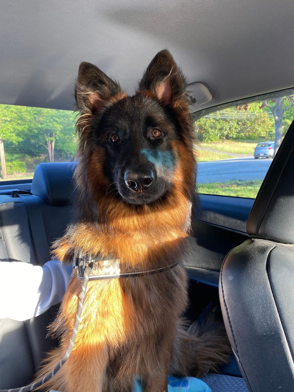 Meet Our New Girl