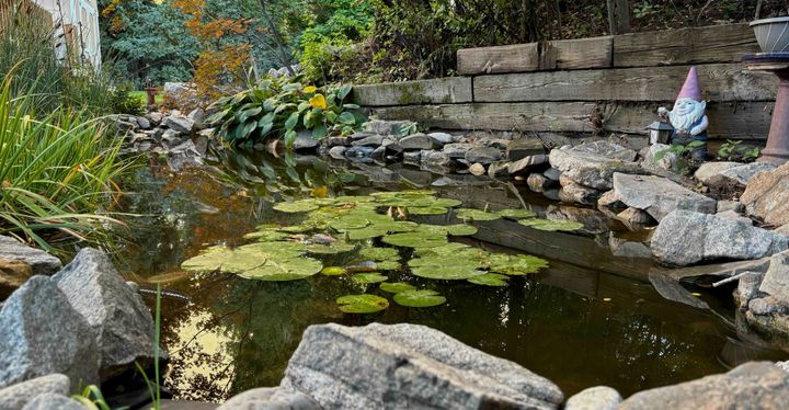 A small backyard pond with koi fish