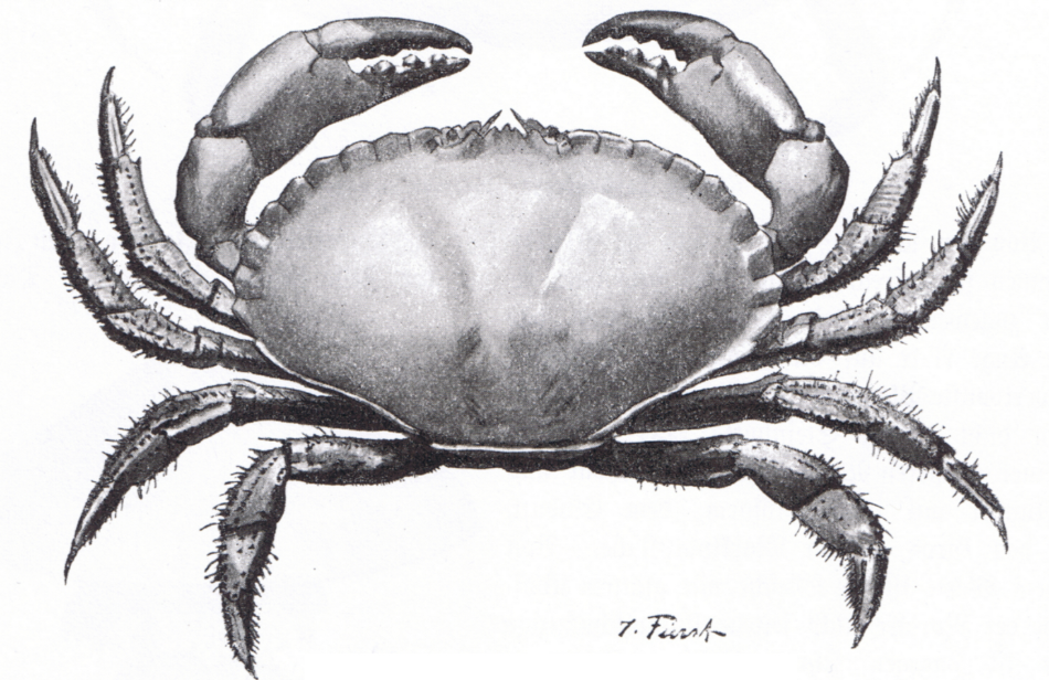 Do the Pharma Hustle