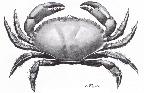 Do the Pharma Hustle