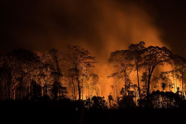 Trees are seen at night with an orange glow and smoke behind them.