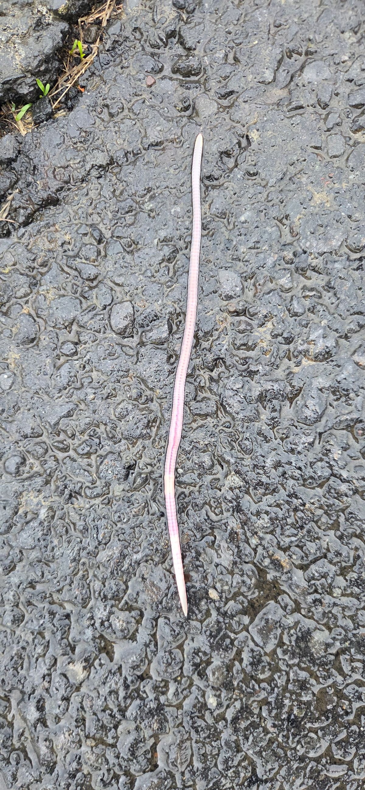 10.05.2026 - Ánamaðkar