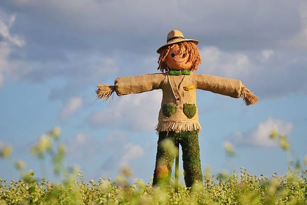 Strámannabrenna og steikt síld