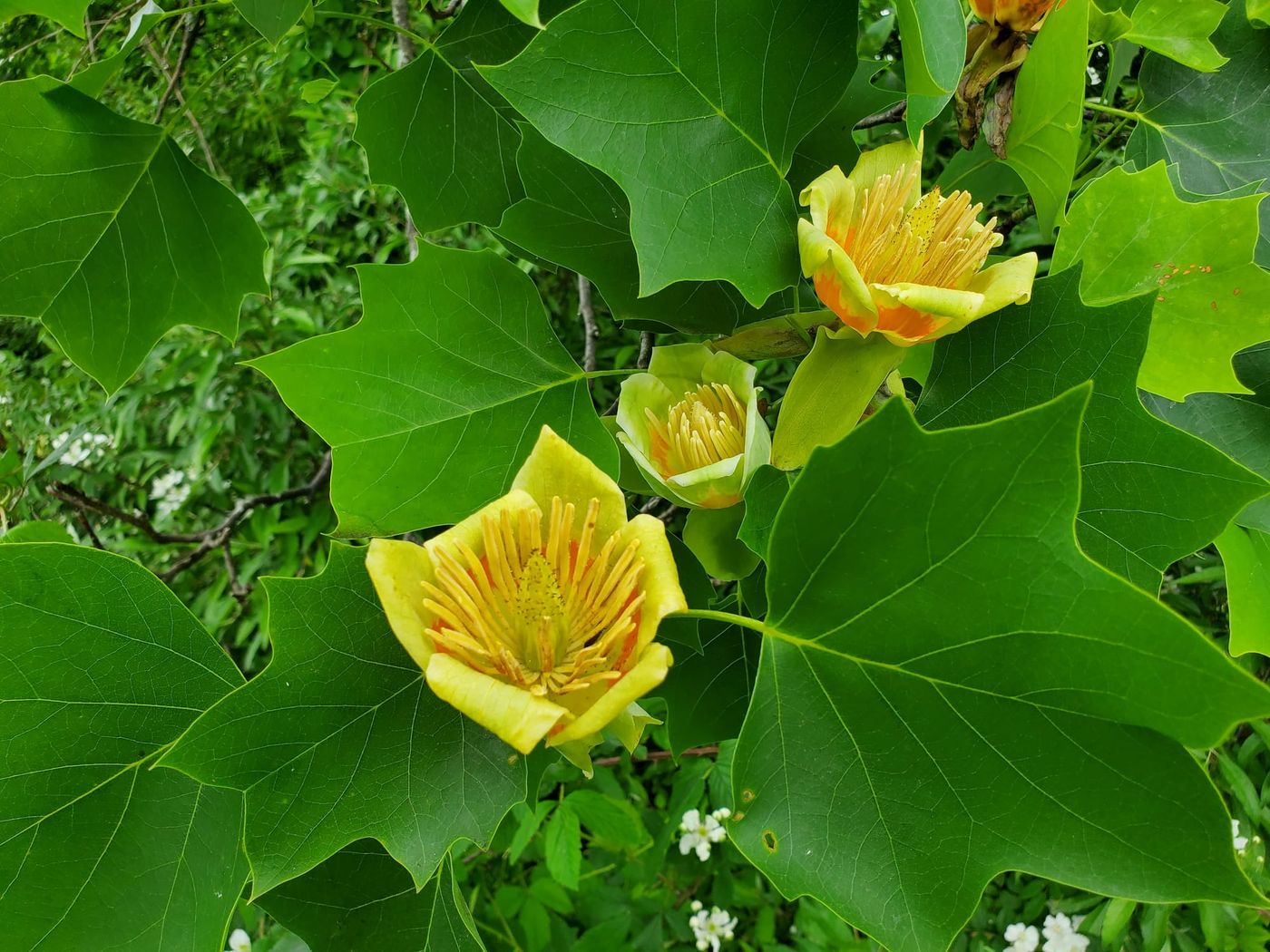 Entosophy: The Wisdom of Trees