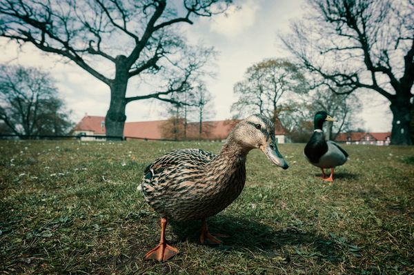 Holding Space for the Unknown: Curiosity as a Design Stance