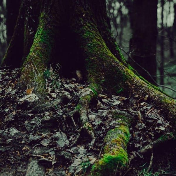 Root Chakra Yogasana