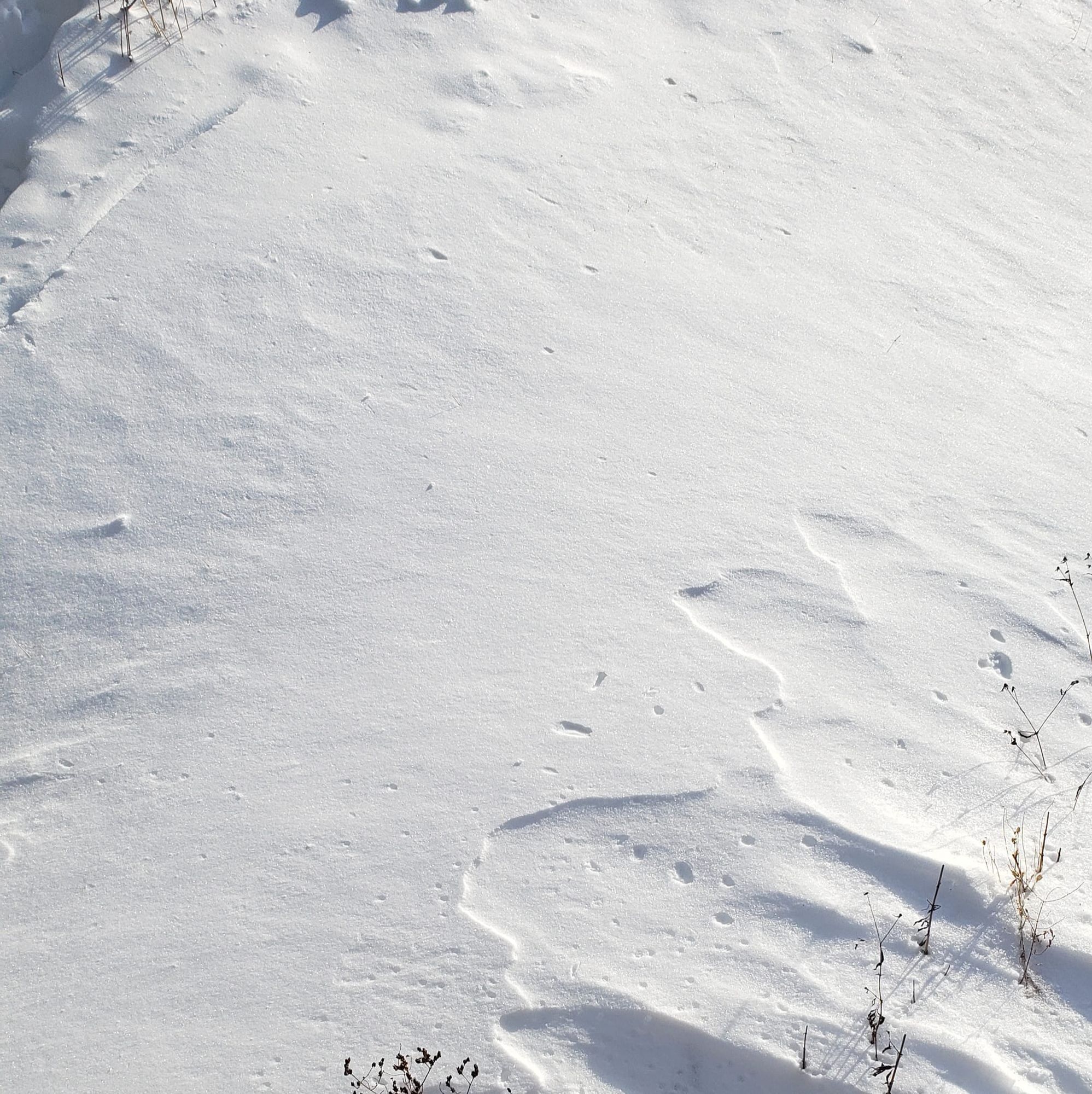 glimpse the in-between