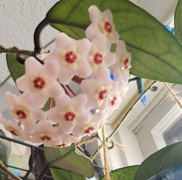 Nourish & Illuminate [Practice Notes Day 26]