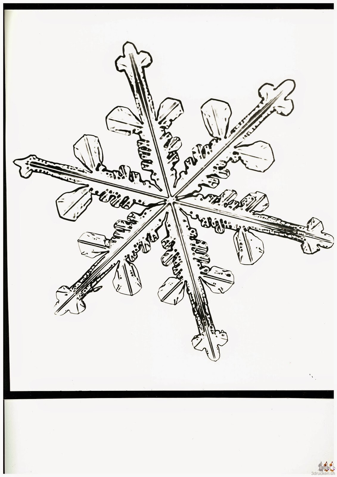 Eingescanntes Foto des Dendritischen Sterns