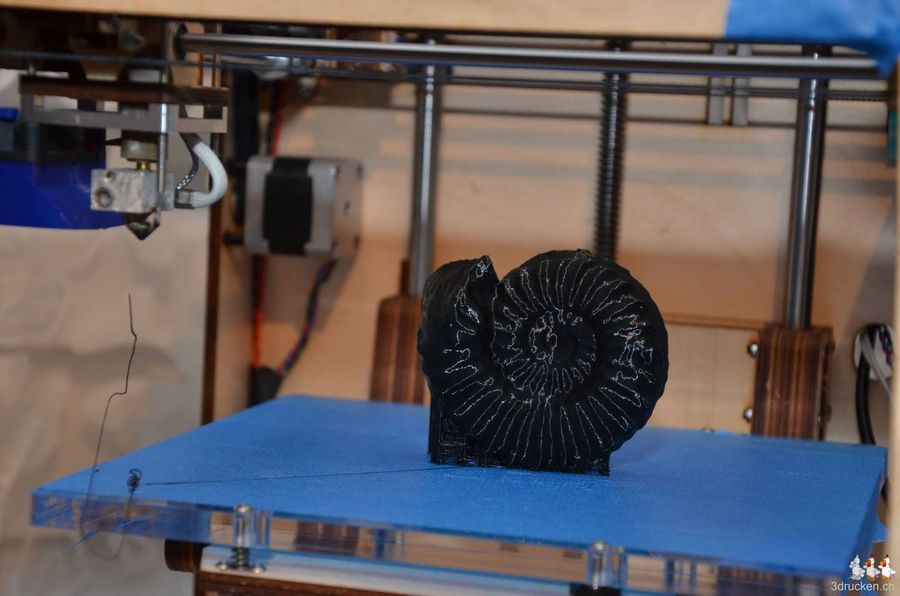 Ammonit aus dem Museum Victoria